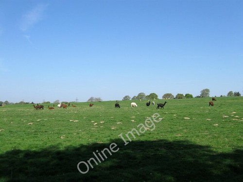 Photo 6x4 farther berth meadow - photo,